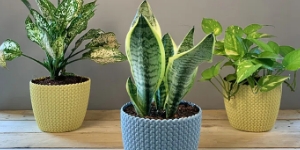 Plants